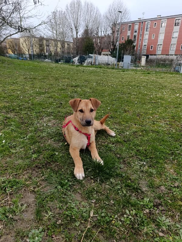 CALLIOPE, CUCCIOLA DOLCISSIMA Foto 3